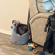 Dollie joined the competition — help win amazing prizes! action_figure, batman_figure, beige, colorful_toys, couch, cozy, dog, floor, furniture, gray, harness, home, indoor, living_room, pet_bed, relaxed, resting, small_dog, toy, wood_floor