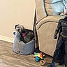 action_figure, batman_figure, beige, colorful_toys, couch, cozy, dog, floor, furniture, gray, harness, home, indoor, living_room, pet_bed, relaxed, resting, small_dog, toy, wood_floor
