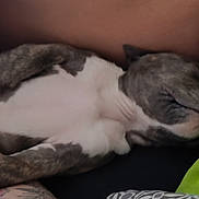 Ali participe au concours pour gagner de l'argent avec cette photo : dog, sleeping, resting, lying_down, pet, cozy, pillow, patterned_pillow, human_arm, tattoo, white_and_gray_fur, indoor, bed, relaxation, comfort, closeup, nap_time, animal, domestic_animal, furry