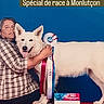 person, dog, white_dog, ribbon, award, celebration, plaid_shirt, pet_show, blue_background, red_platform, happy, tongue_out, pet_owner, proud, animal, pet, face, standing, indoors, event