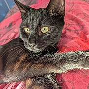 Baya participe au concours pour gagner de l'argent avec cette photo : cat, black_cat, pet, feline, animal, golden_eyes, green_eyes, whiskers, ears, fur, close_up, portrait, lying_down, relaxed, indoor, bed, blanket, red_blanket, soft_lighting, photography