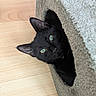 cat, black_cat, pet, animal, green_eyes, whiskers, ears, fur, feline, cat_tower, scratching_post, cozy, indoor, wooden_floor, carpet, hideaway, peeking, portrait, close_up, playful