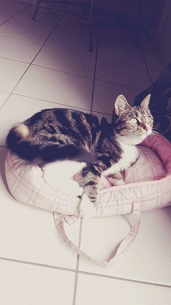 Chipie