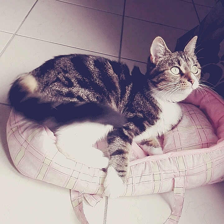 Chipie