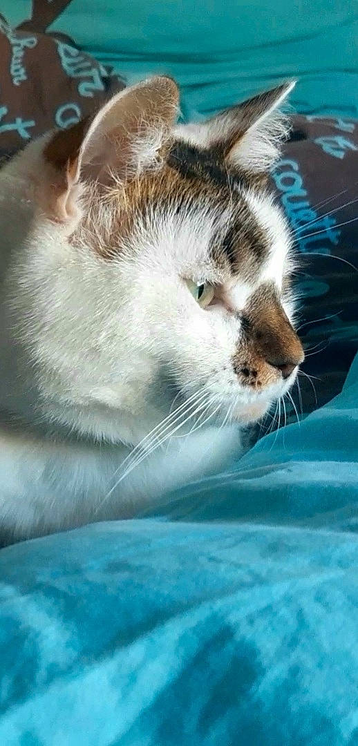 Naima participe au concours pour gagner de l'argent avec cette photo : blue, carnivore, cat, cat_supply, close_up, domestic_short_haired_cat, electric_blue, felidae, fur, grass, paw, photography, sky, small_to_medium_sized_cats, snout, whiskers, wildlife, window