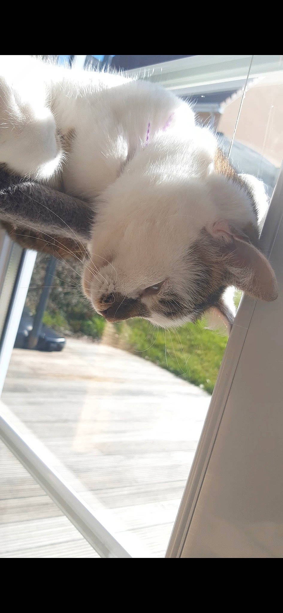 Naima a rejoint le concours — aidez-le/la à gagner de superbes lots ! balinese, carnivore, cat, claw, comfort, domestic_short_haired_cat, fawn, felidae, fur, glass, paw, small_to_medium_sized_cats, snout, sunglasses, tail, thai, tonkinese, whiskers, window, windshield