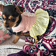 Mia is registered to the contest to win money with this photo: puppy, dog, small_dog, pet, cute, clothing, blanket, patterned_blanket, pink, yellow, fur, ears, eyes, indoor, cozy, fabric, texture, animal, young, portrait