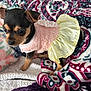puppy, dog, small_dog, pet, cute, clothing, blanket, patterned_blanket, pink, yellow, fur, ears, eyes, indoor, cozy, fabric, texture, animal, young, portrait