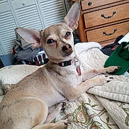 Skylar is registered to the contest to win money with this photo: animal, bed, canine, cap, collar, comfort, cute, dog, dresser, ear, furniture, household, indoor, light, paw, pet, quilt, relaxed, resting, small_dog