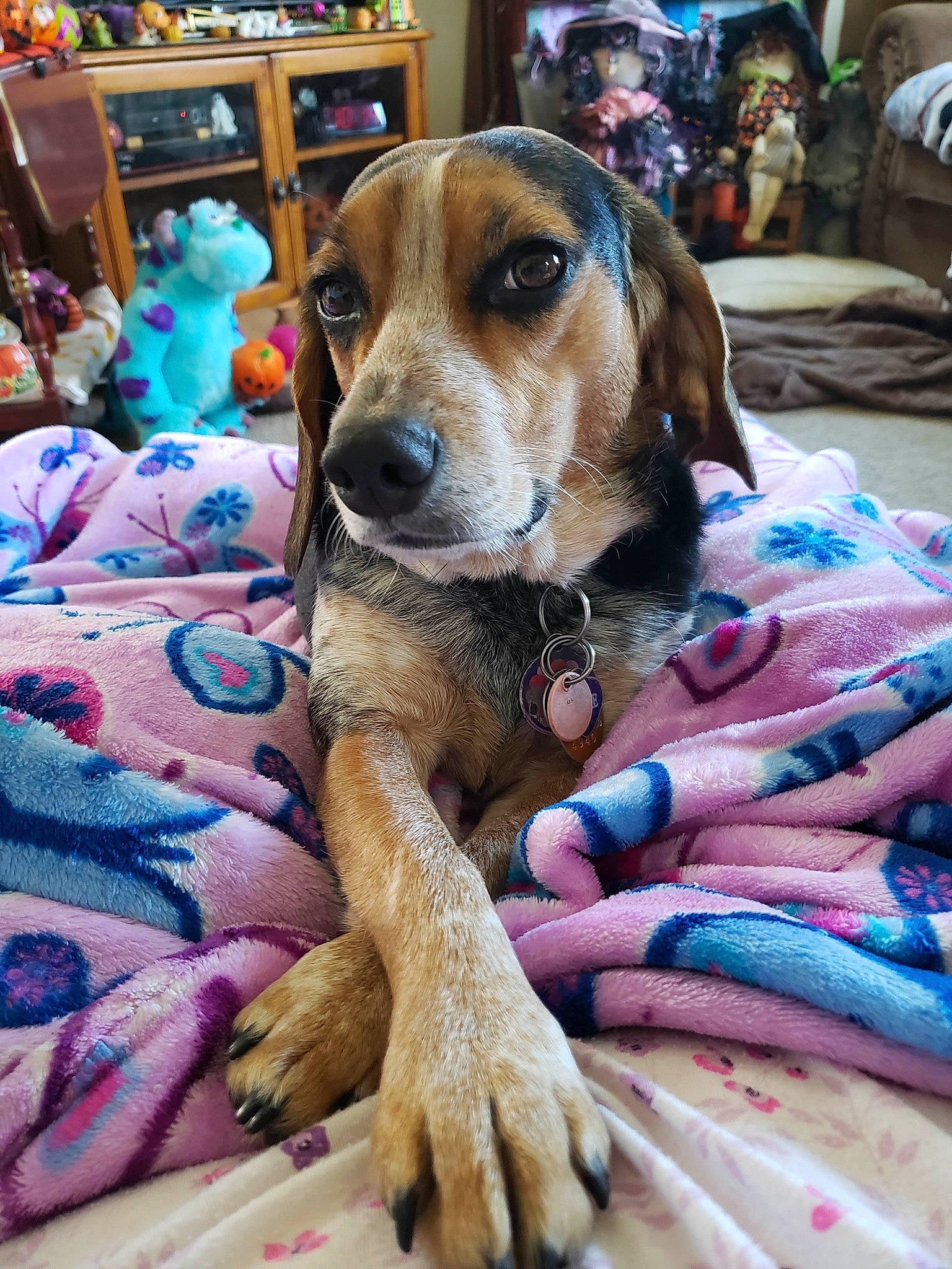 Minnie Pearl joined the competition — help win amazing prizes! beagador, canidae, carnivore, companion_dog, coonhound, dog, dog_breed, fawn, fur, mammal, paw, puppy, rare_breed_dog, snout