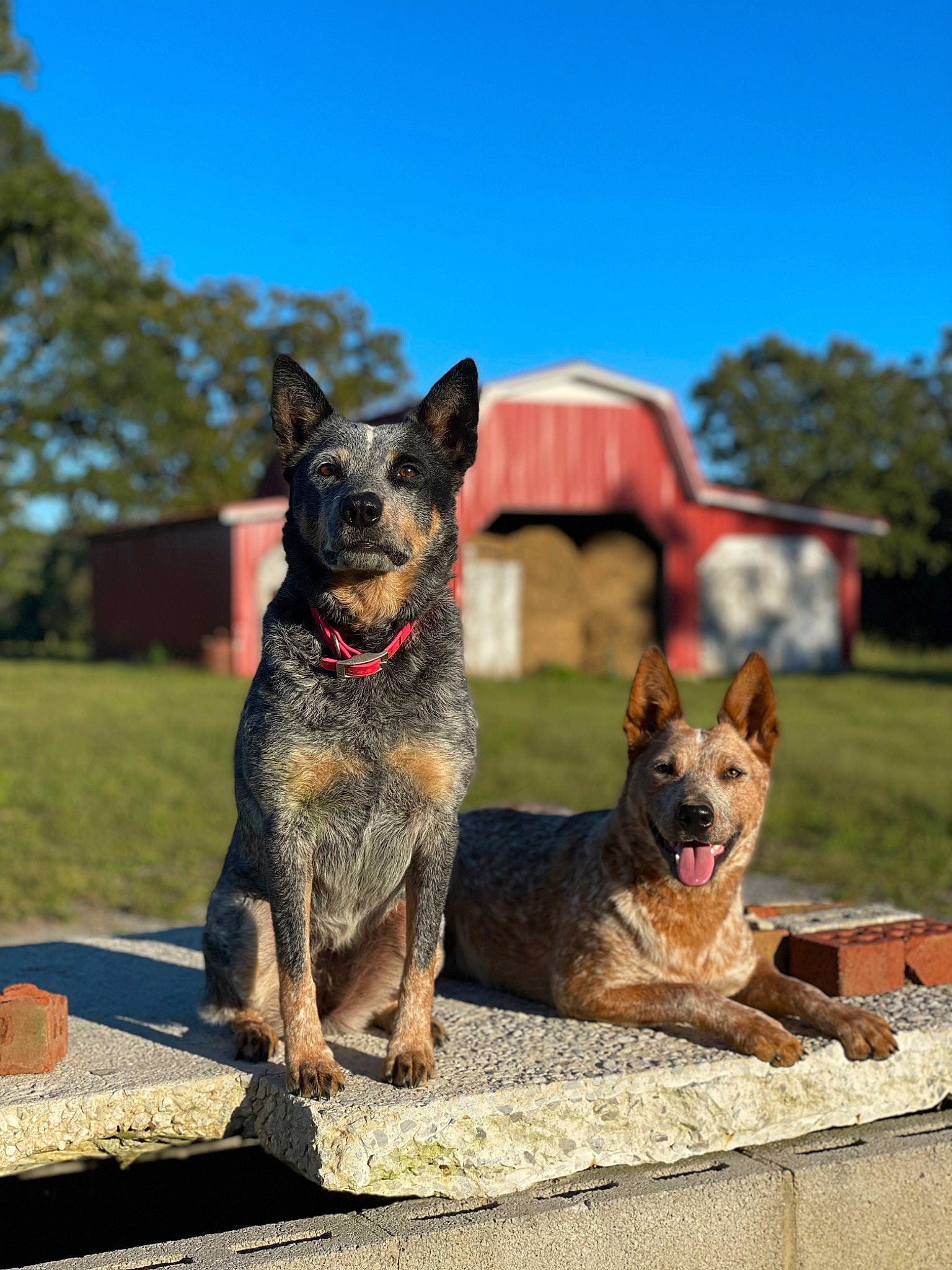 Oaklyn joined the competition — help win amazing prizes! canidae, carnivore, companion_dog, dog, dog_breed, dog_supply, grass, herding_dog, plant, recreation, sky, snout, sporting_group, tree, working_animal, working_dog