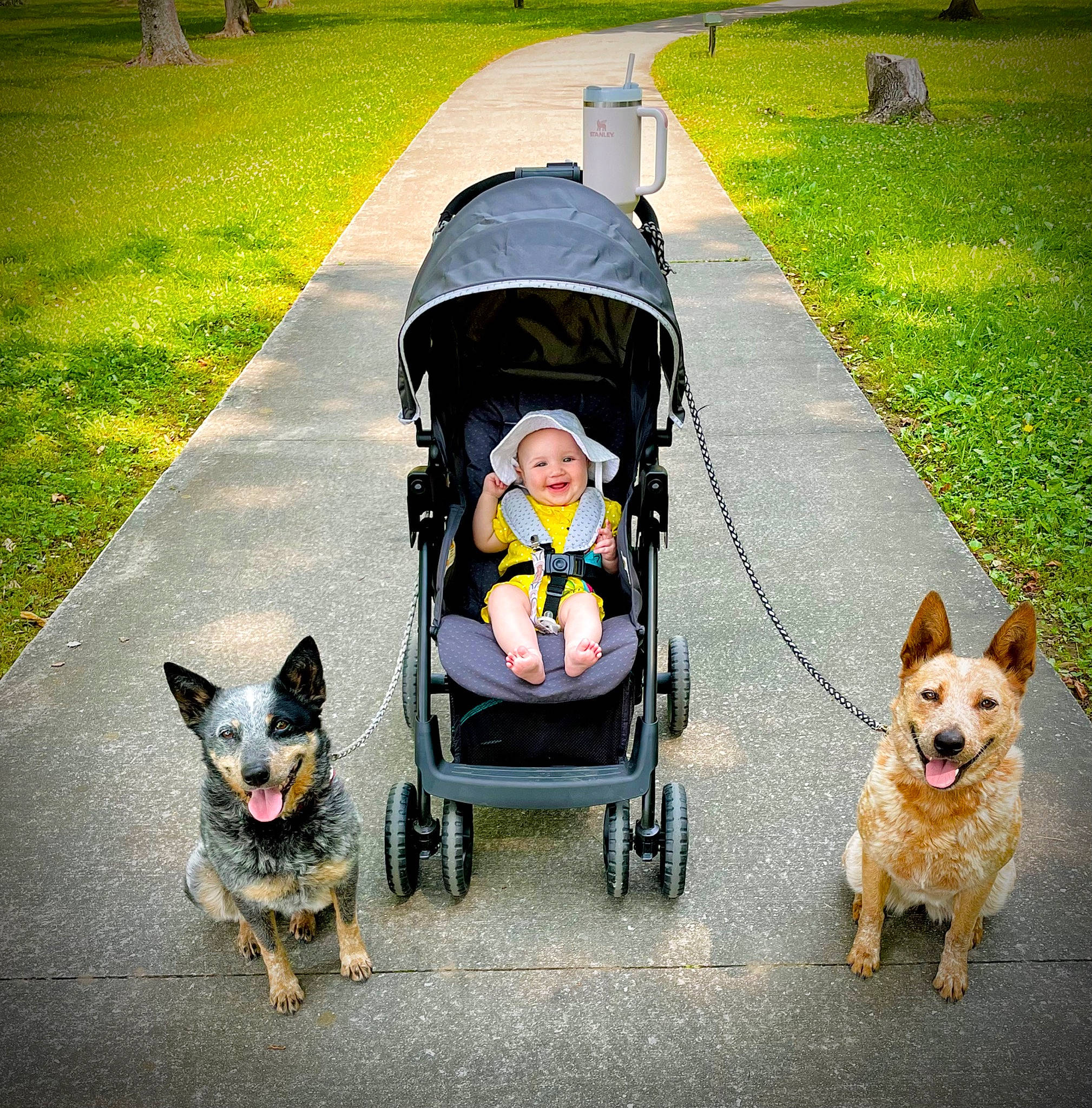 Oaklyn joined the competition — help win amazing prizes! baby_carriage, carnivore, companion_dog, dog, dog_breed, dog_supply, fawn, grass, green, leash, light, mammal, photograph, plant, snapshot, snout, sporting_group, toy, toy_dog, yellow