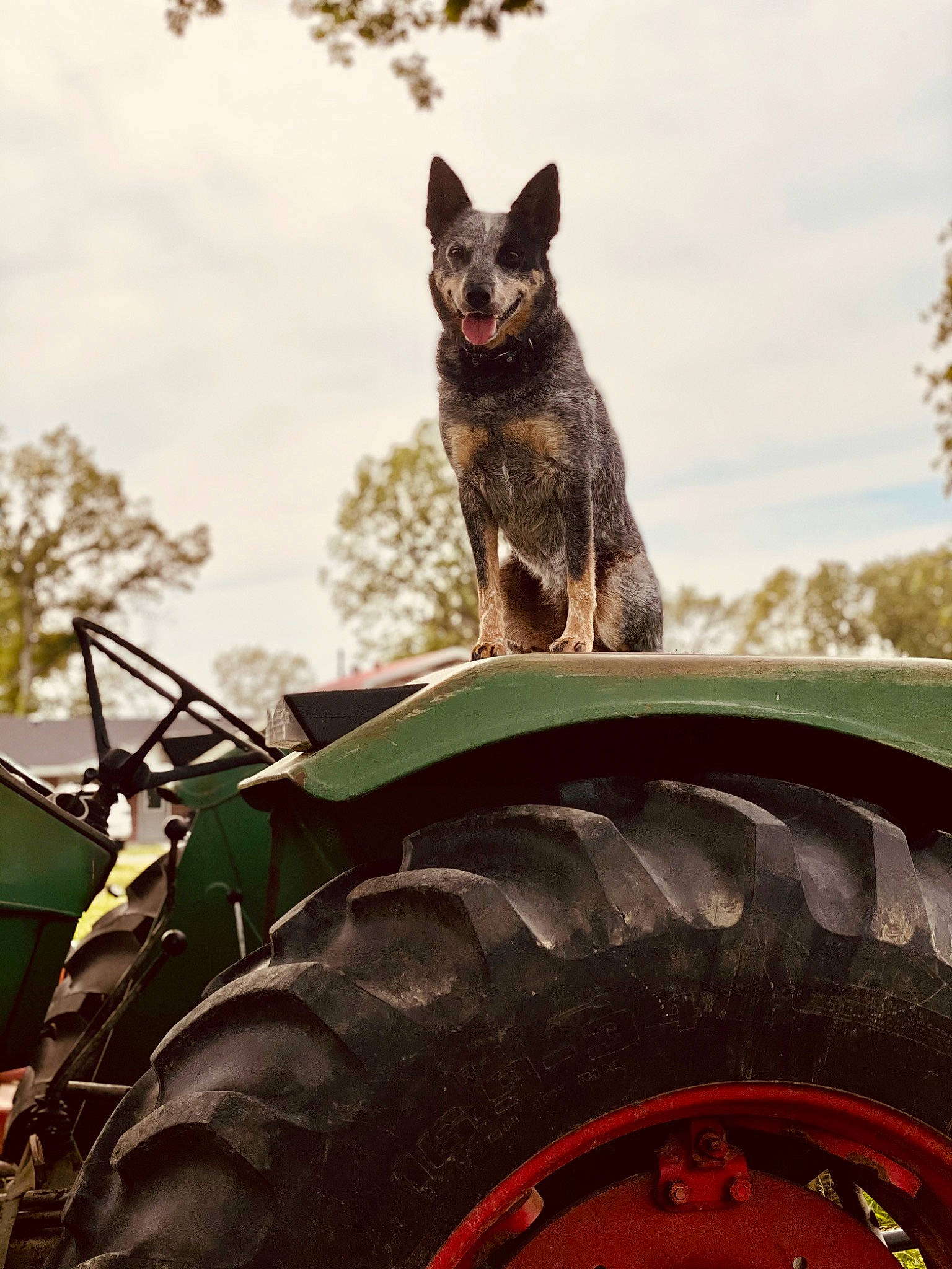 Oaklyn joined the competition — help win amazing prizes! automotive_tire, carnivore, cloud, dog, dog_breed, felidae, fender, grass, motor_vehicle, plant, rim, rolling, sky, tire, tractor, tread, tree, vehicle, wheel, wood