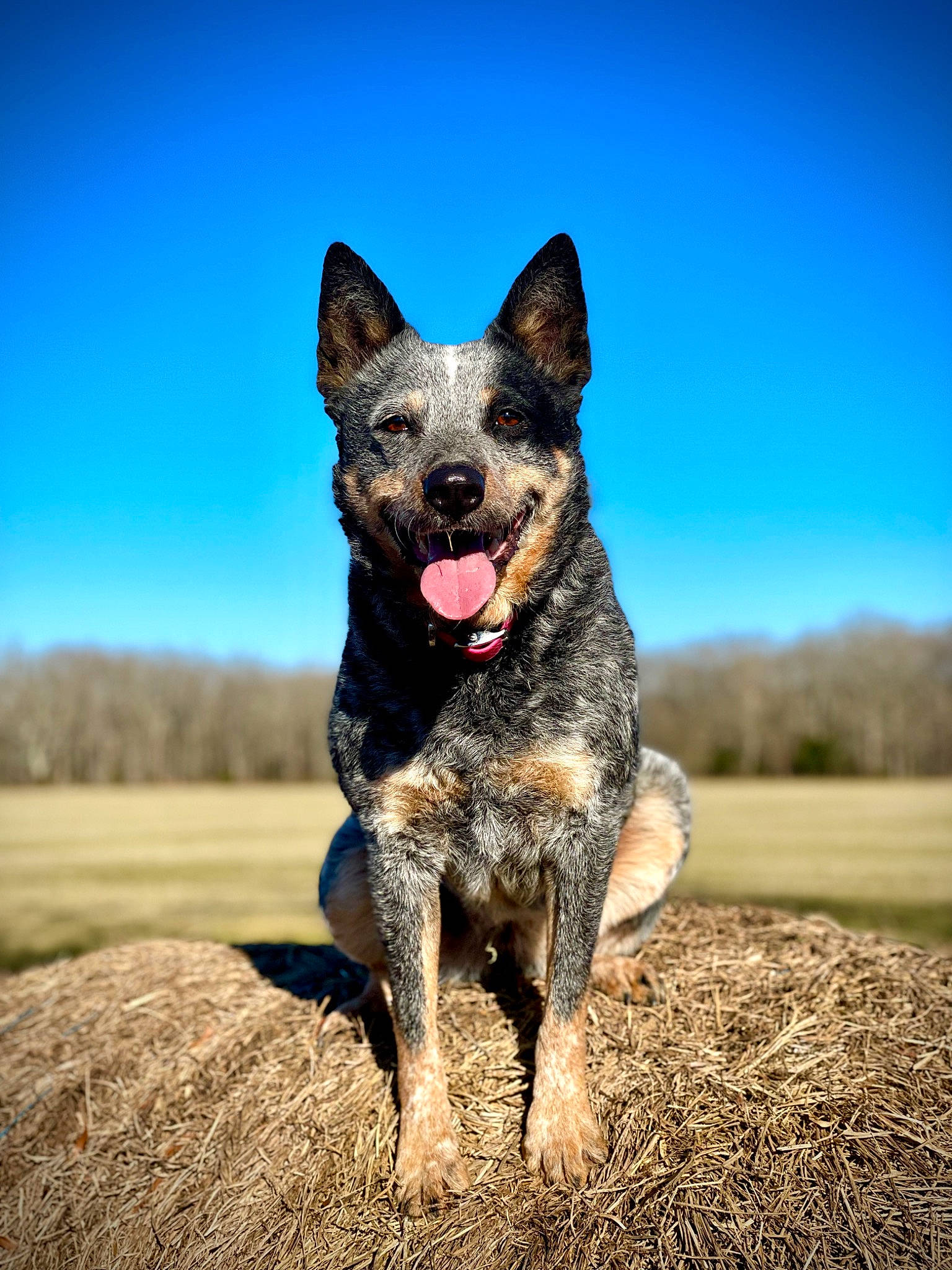 Oaklyn is registered to the contest to win money with this photo: art, australian_cattle_dog, australian_stumpy_tail_cattle_dog, canidae, carnivore, companion_dog, dog, dog_breed, electric_blue, fawn, grass, grassland, herding_dog, non_sporting_group, sky, soil, sporting_group, terrestrial_animal, walking, working_dog