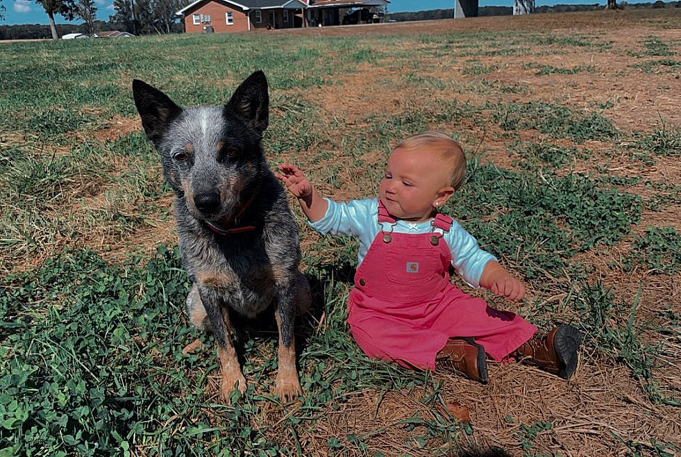 Oaklyn is registered to the contest to win money with this photo: australian_cattle_dog, canidae, carnivore, companion_dog, dog, dog_breed, fawn, fun, grass, guard_dog, herding_dog, plant, sky, snout, soil, sporting_group, toddler, tree, window, working_dog