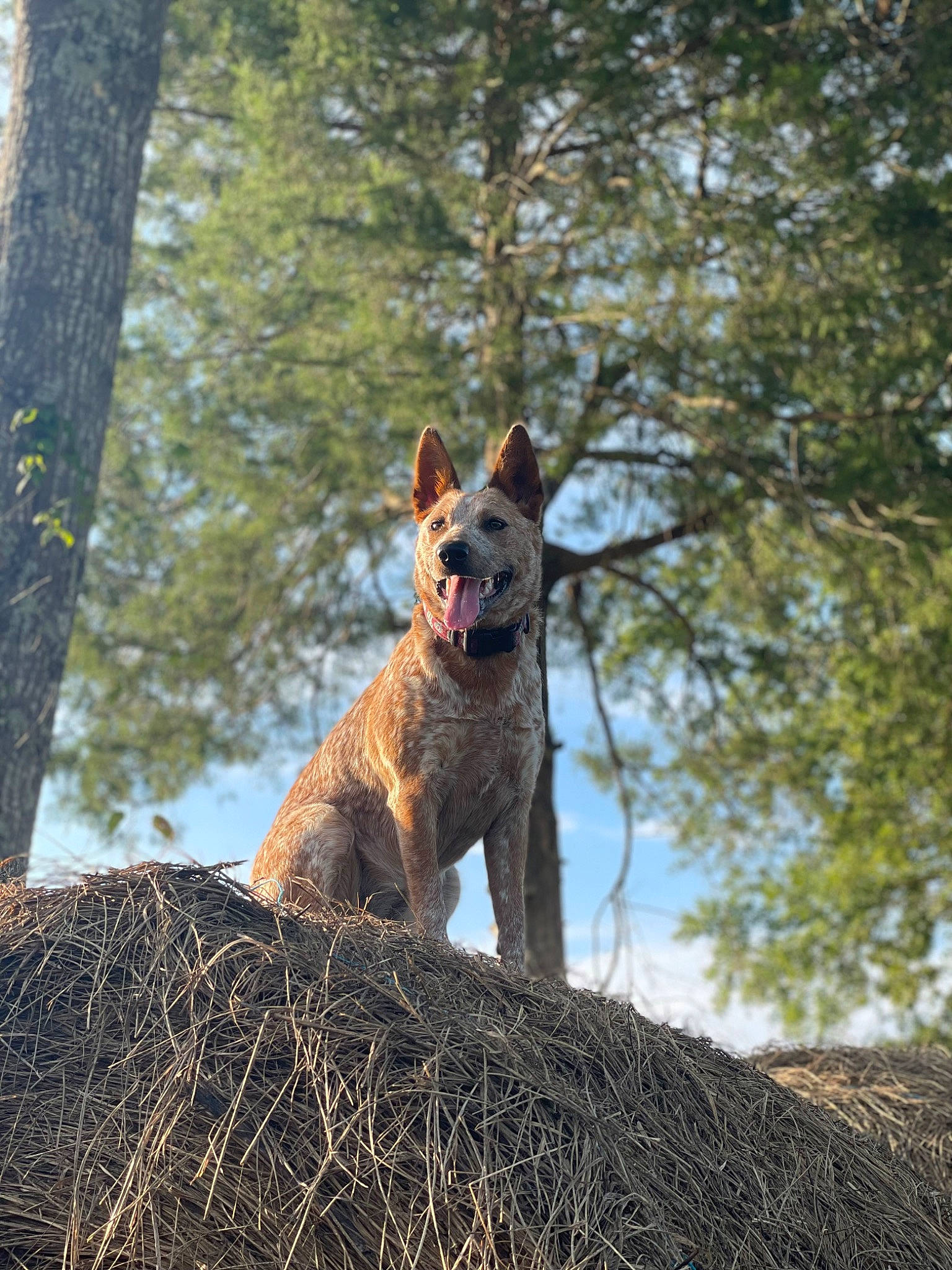 Raleigh is registered to the contest to win money with this photo: canidae, canis, carnivore, dog, dog_breed, fawn, felidae, fox, northern_hardwood_forest, plant, red_wolf, sky, snout, sporting_group, tail, terrestrial_animal, tree, trunk, wildlife, wood