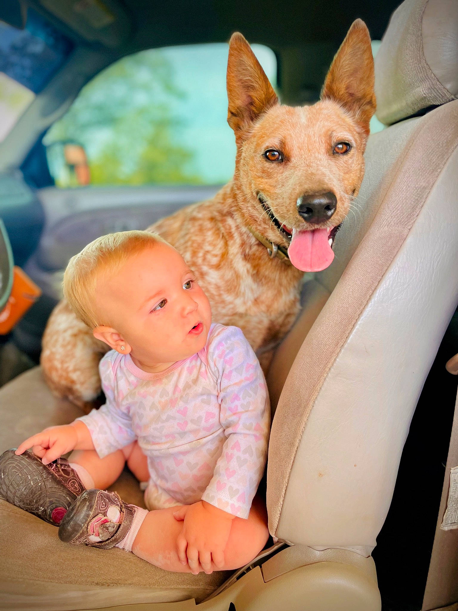 Raleigh is registered to the contest to win money with this photo: baby, baby_toddler_clothing, canidae, carnivore, comfort, companion_dog, dog, dog_breed, dog_supply, fawn, foot, fun, happy, hat, lap, leisure, sitting, toddler, vacation, vertebrate