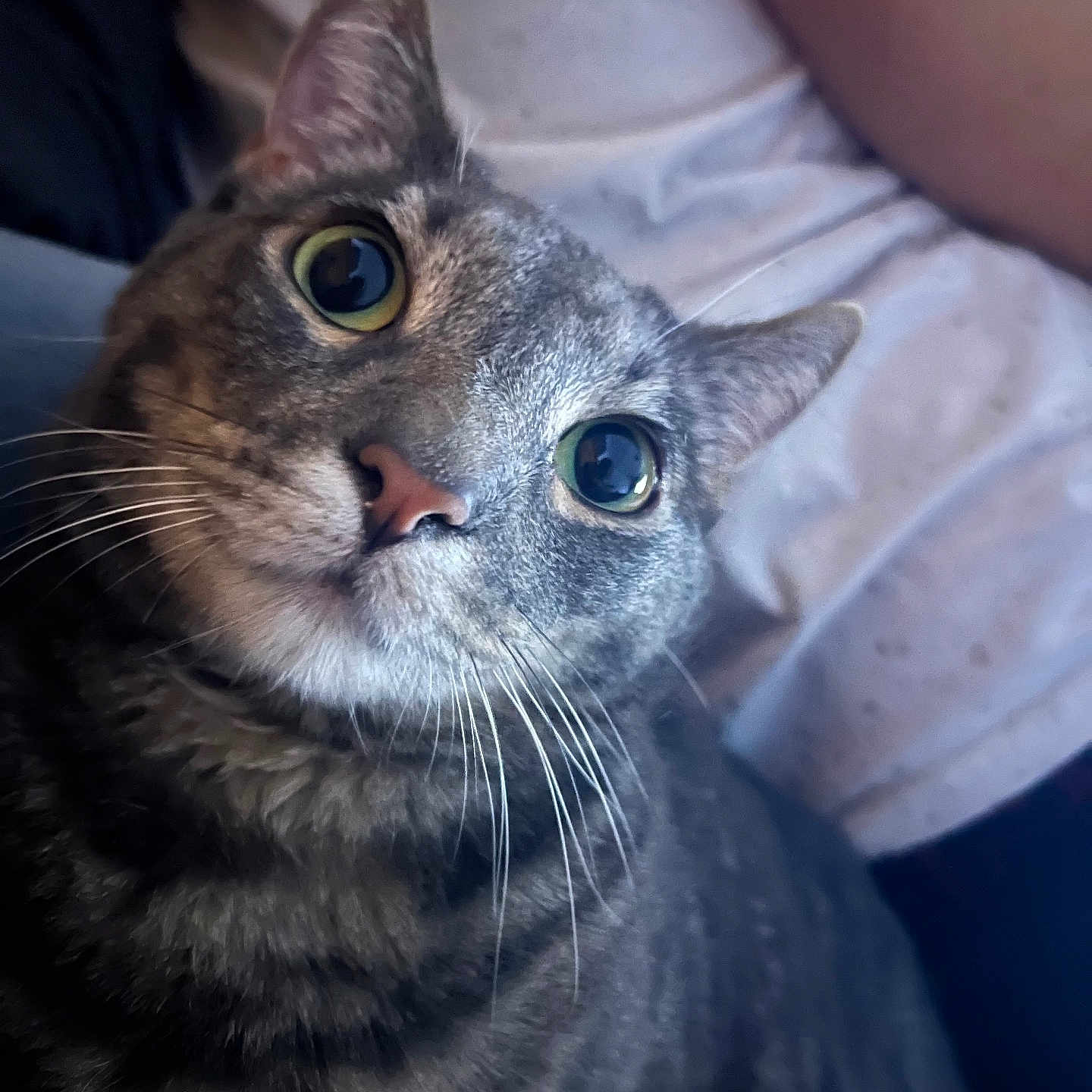 Cougar joined the competition — help win amazing prizes! animal, cat, close_up, companion, cozy, curious, domestic, eyes, face, feline, fur, indoor, nose, pet, portrait, relaxed, soft, striped, tabby, whiskers