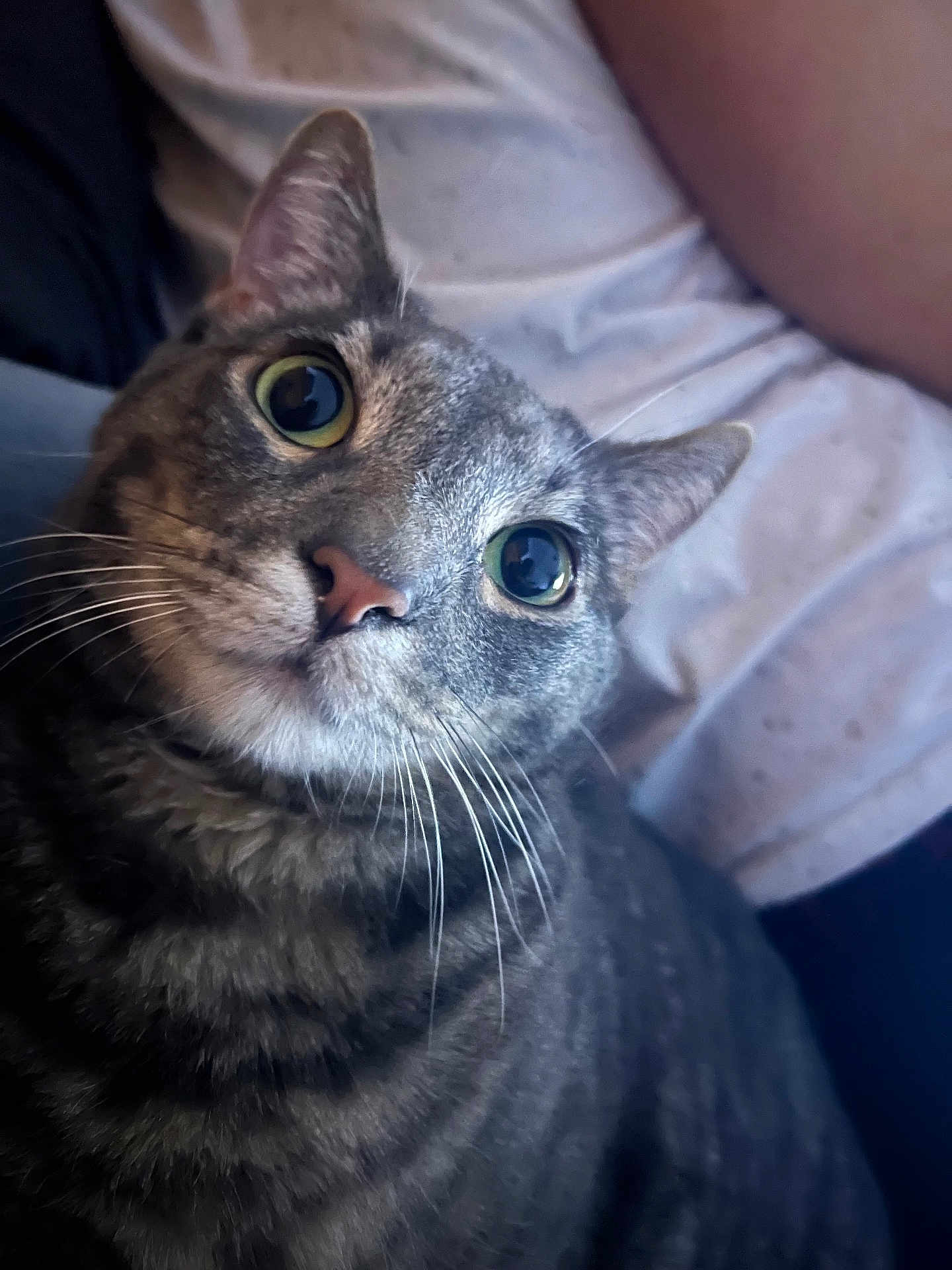 Cougar joined the competition — help win amazing prizes! cat, tabby, close_up, indoor, pet, whiskers, curious, face, feline, animal, domestic, eyes, nose, soft, fur, striped, cozy, relaxed, portrait, companion