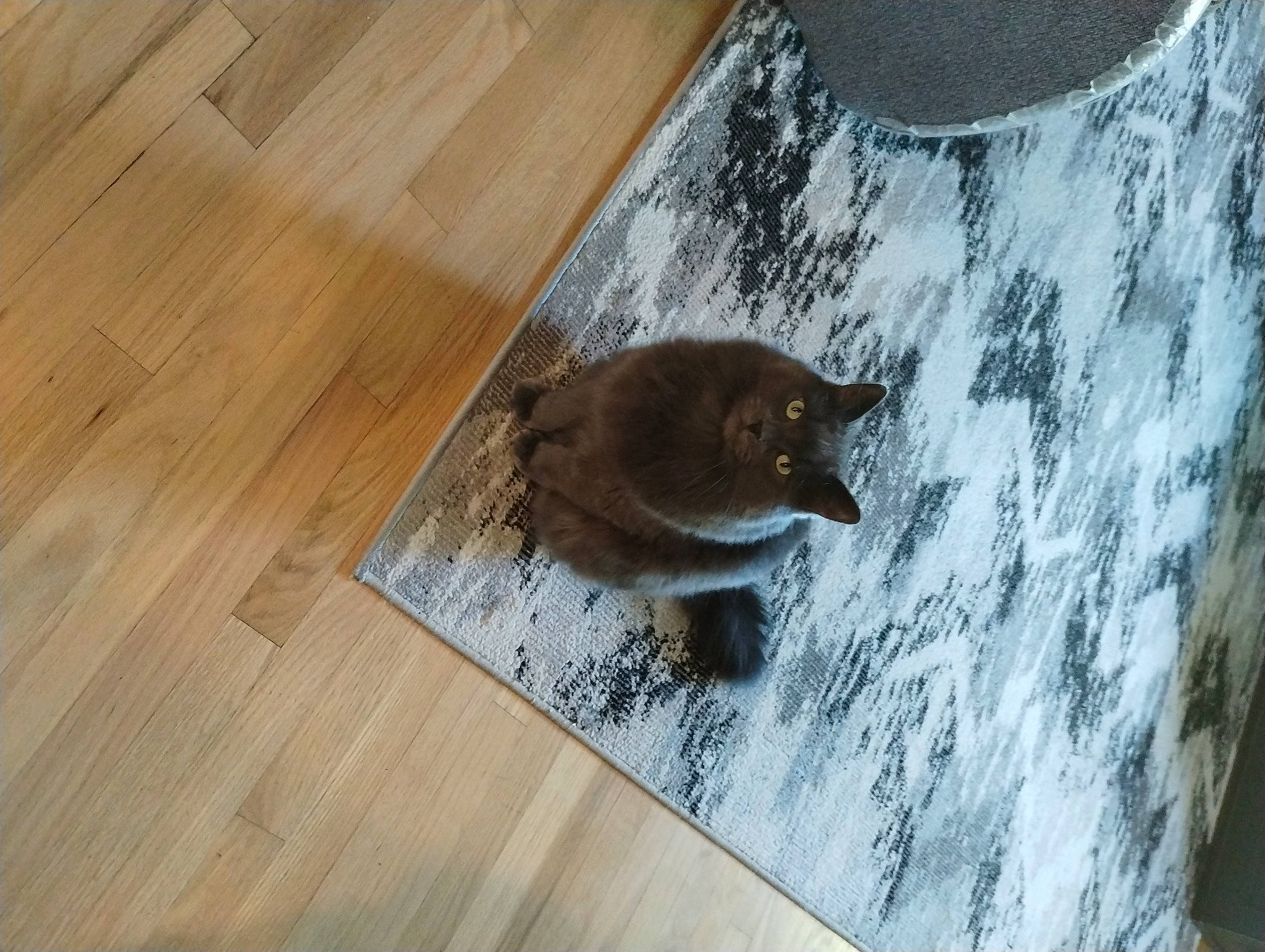 Milo is registered to the contest to win money with this photo: brown, fawn, felidae, floor, flooring, fur, grey, hardwood, laminate_flooring, pattern, plank, plywood, rectangle, small_to_medium_sized_cats, tail, varnish, whiskers, wood, wood_flooring, wood_stain