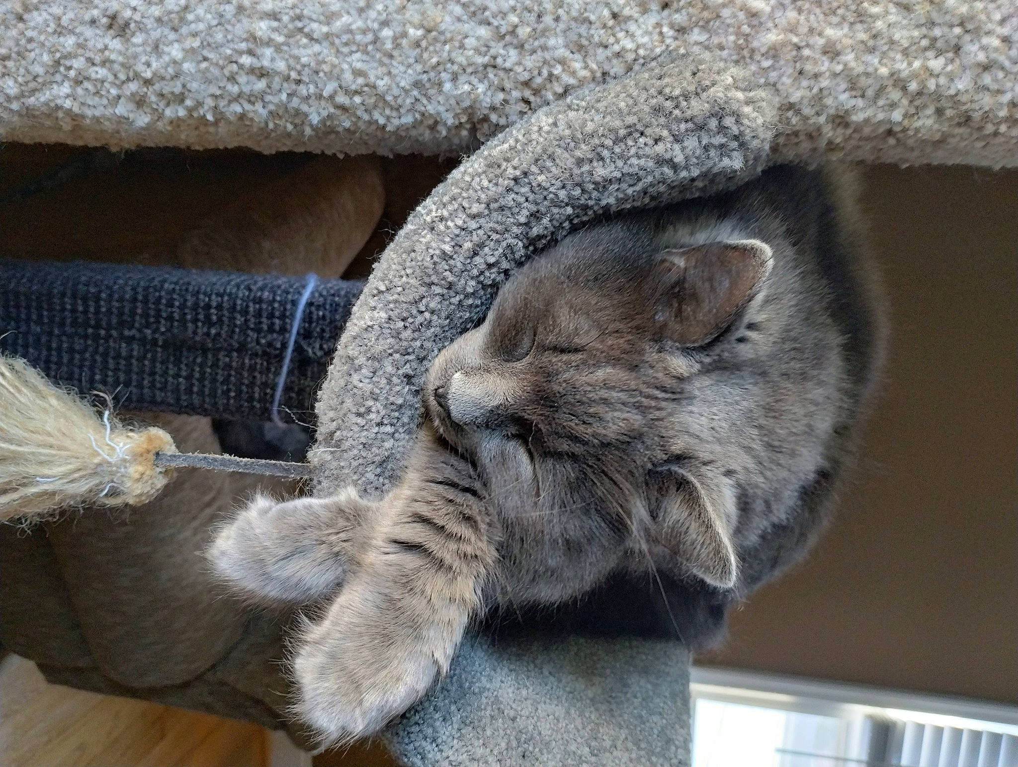 Milo is registered to the contest to win money with this photo: carnivore, cat, cat_supply, claw, comfort, domestic_short_haired_cat, felidae, fur, grey, nap, natural_material, paw, russian_blue, small_to_medium_sized_cats, snout, tail, terrestrial_animal, vertebrate, whiskers, window