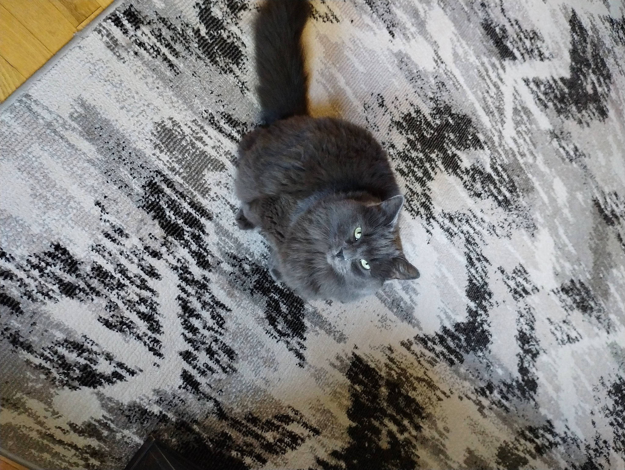 Milo joined the competition — help win amazing prizes! art, carnivore, drawing, fur, grey, hardwood, illustration, marsupial, mustelidae, painting, procyonidae, rodent, snout, tail, terrestrial_animal, trunk, visual_arts, whiskers, wildlife, wood