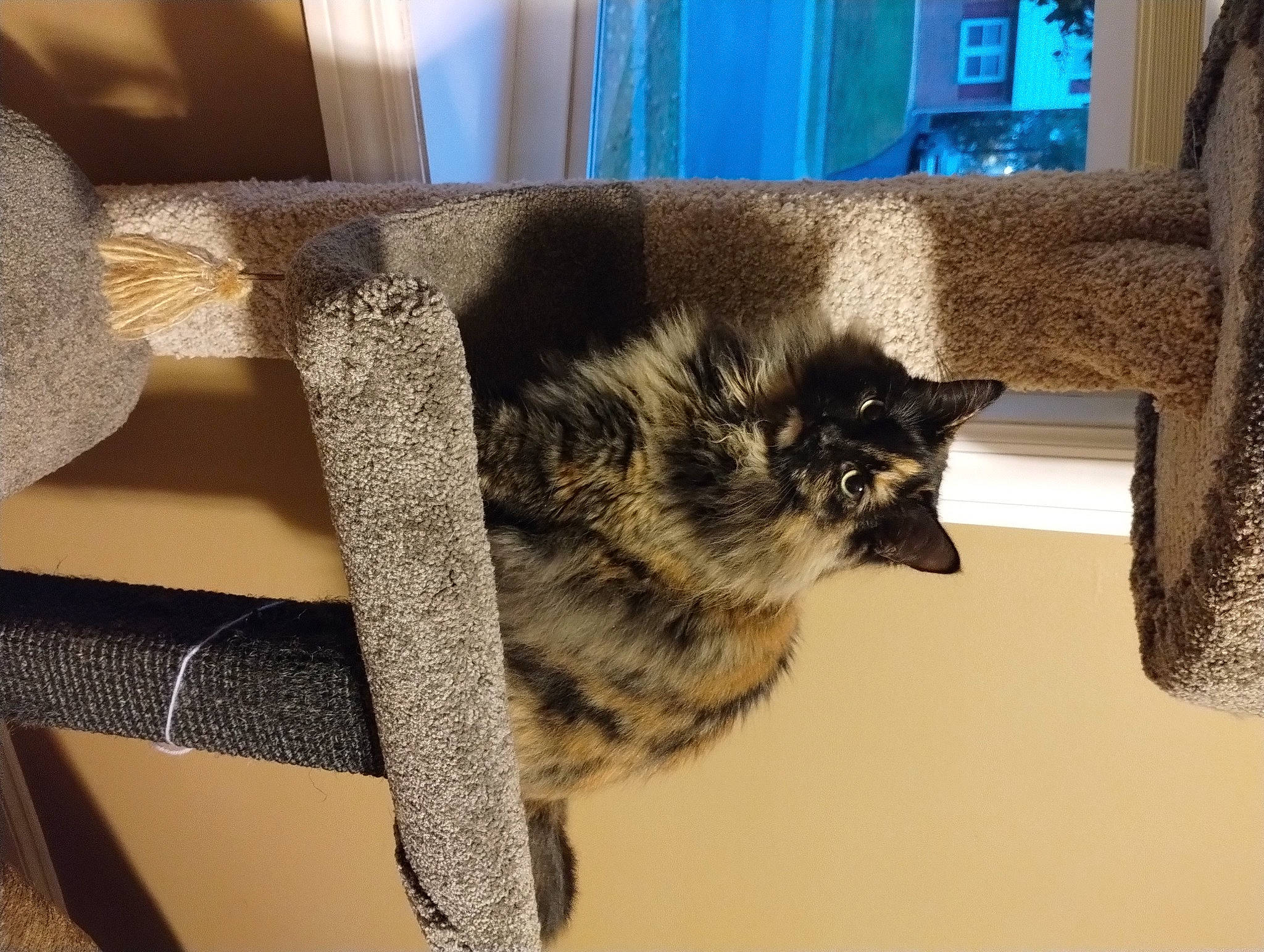 India is registered to the contest to win money with this photo: carnivore, cat, chair, comfort, couch, domestic_short_haired_cat, felidae, flooring, fur, grey, hardwood, linens, pattern, rectangle, room, small_to_medium_sized_cats, tail, whiskers, window, wood