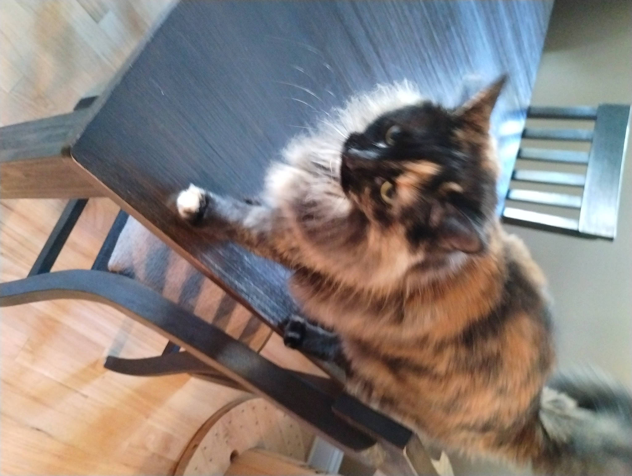 India joined the competition — help win amazing prizes! canidae, carnivore, cat, chair, comfort, dog_breed, domestic_short_haired_cat, felidae, flooring, fur, hardwood, outdoor_furniture, small_to_medium_sized_cats, snout, table, tail, whiskers, window, wood, wood_stain