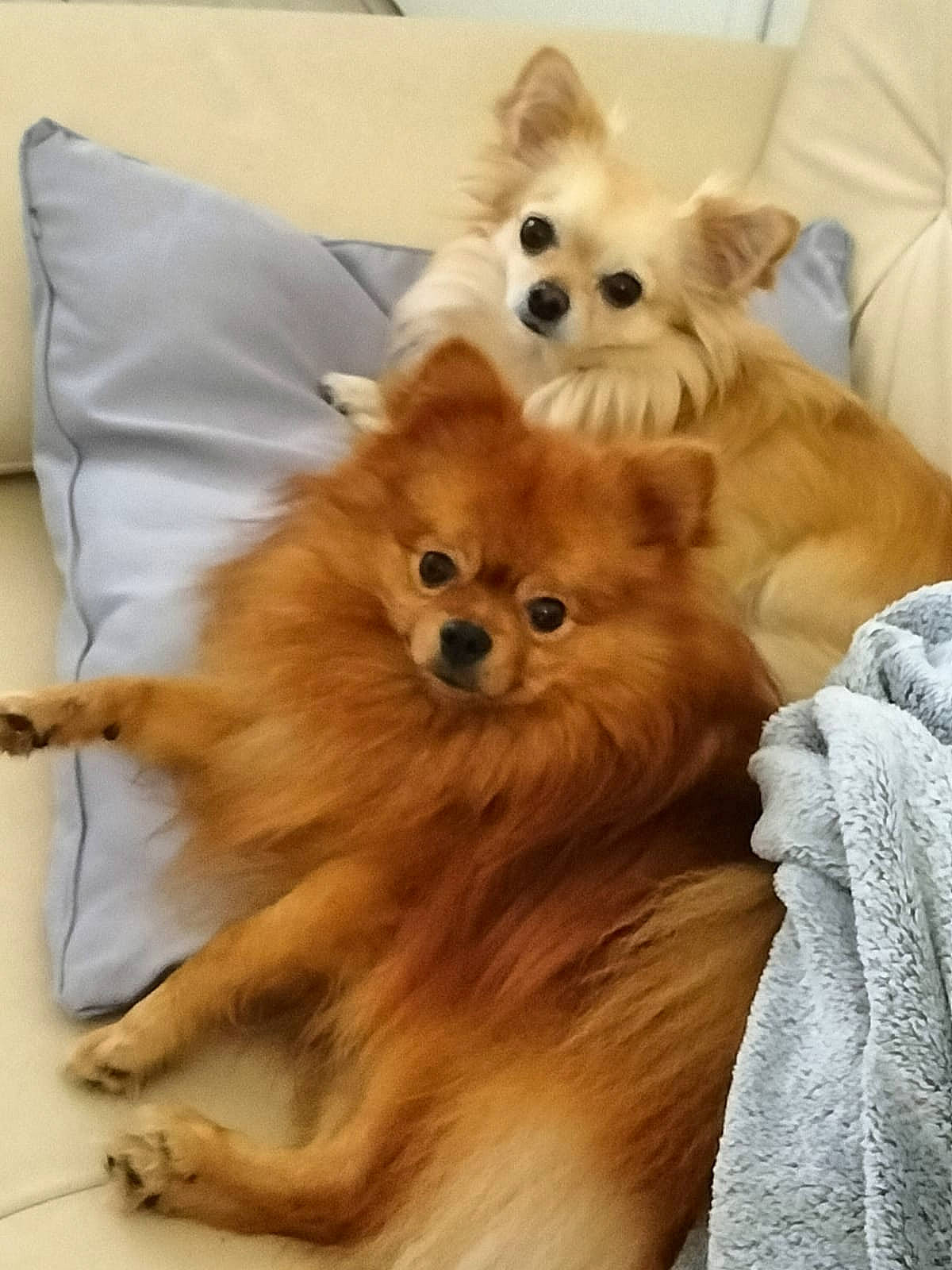 Filou a rejoint le concours — aidez-le/la à gagner de superbes lots ! canidae, carnivore, companion_dog, corgi_chihuahua, dog, dog_breed, dog_supply, fawn, fur, german_spitz, german_spitz_klein, german_spitz_mittel, liver, snout, spitz, sporting_group, toy_dog, volpino_italiano, whiskers, working_animal