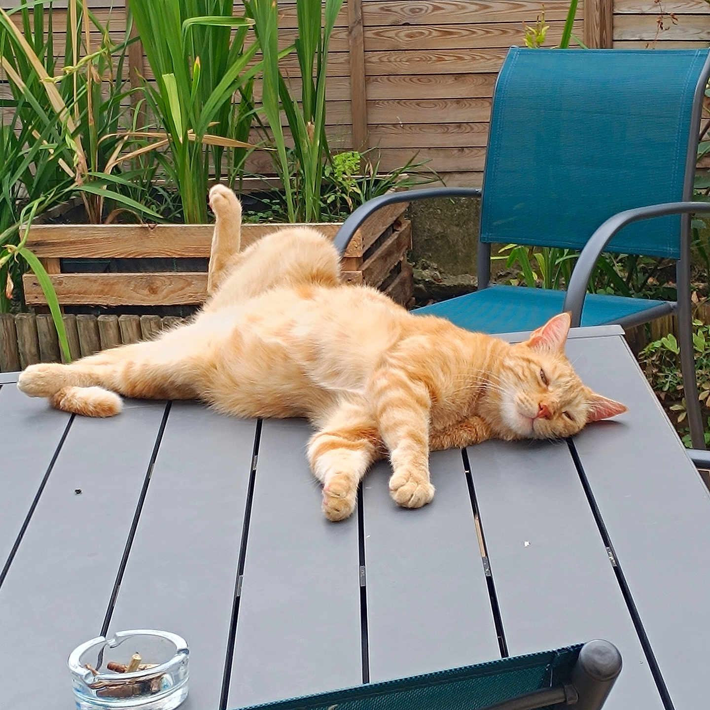 Olaf a rejoint le concours — aidez-le/la à gagner de superbes lots ! animal, architecture, backyard, building, cat, diningtable, furniture, house, housing, indoors, interiordesign, nature, outdoors, pet, plant, plywood, porch, pottedplant, table, wood