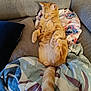 abyssinian, animal, architecture, blanket, building, cat, chair, couch, cushion, furniture, homedecor, indoors, interiordesign, kitten, linen, livingroom, manx, person, pet, room