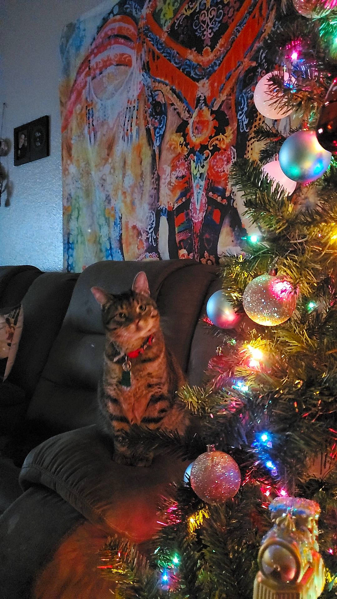 Skittles Mcgee is registered to the contest to win money with this photo: art, black, carnivore, christmas, christmas_decoration, christmas_ornament, christmas_tree, comfort, conifer, couch, darkness, event, evergreen, holiday, holiday_ornament, ornament, plant, purple, tradition, tree