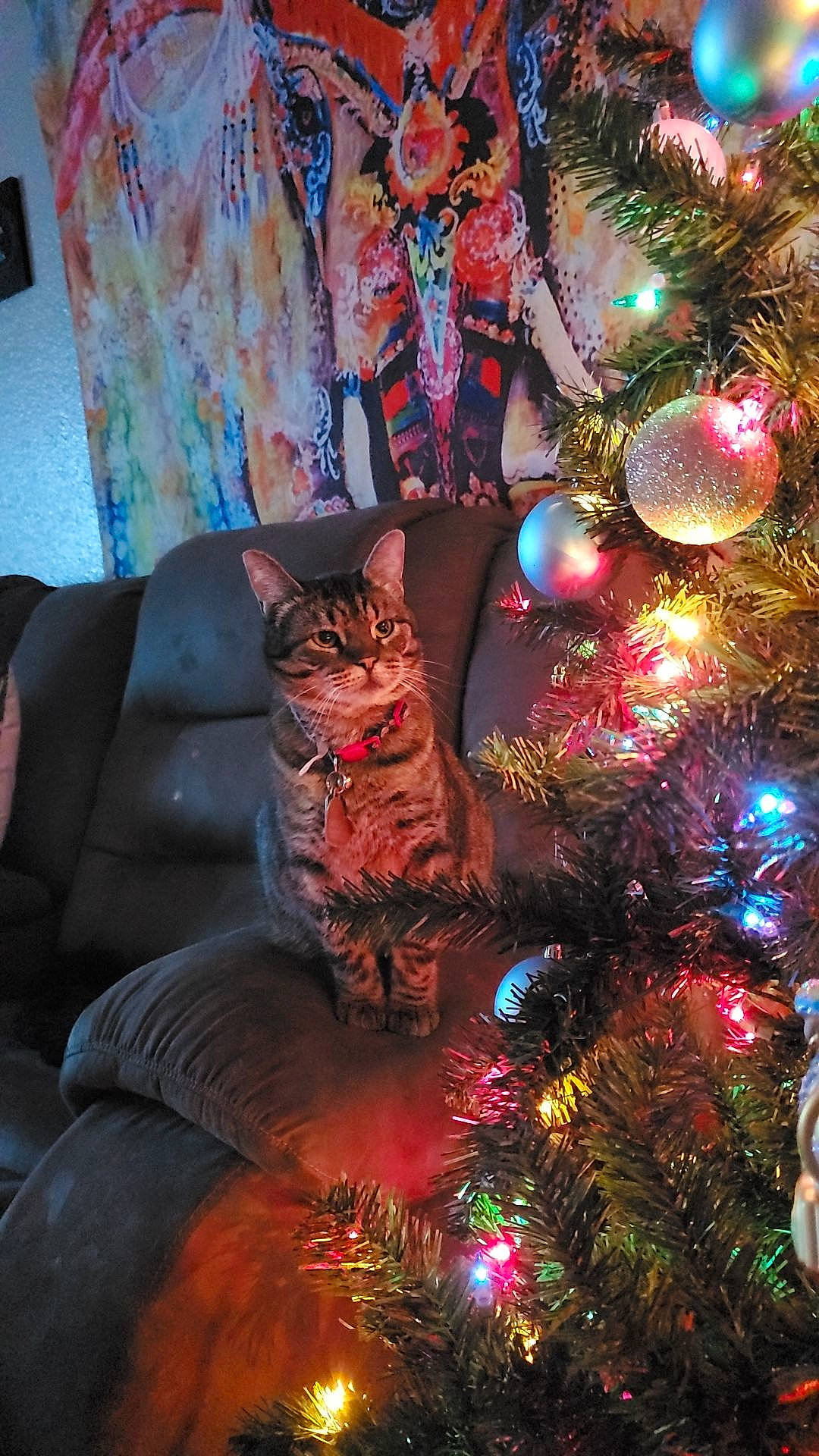 Skittles Mcgee joined the competition — help win amazing prizes! carnivore, cat, christmas, christmas_decoration, christmas_eve, christmas_ornament, christmas_tree, conifer, darkness, electric_blue, event, evergreen, felidae, holiday, holiday_ornament, ornament, purple, small_to_medium_sized_cats, tradition, whiskers