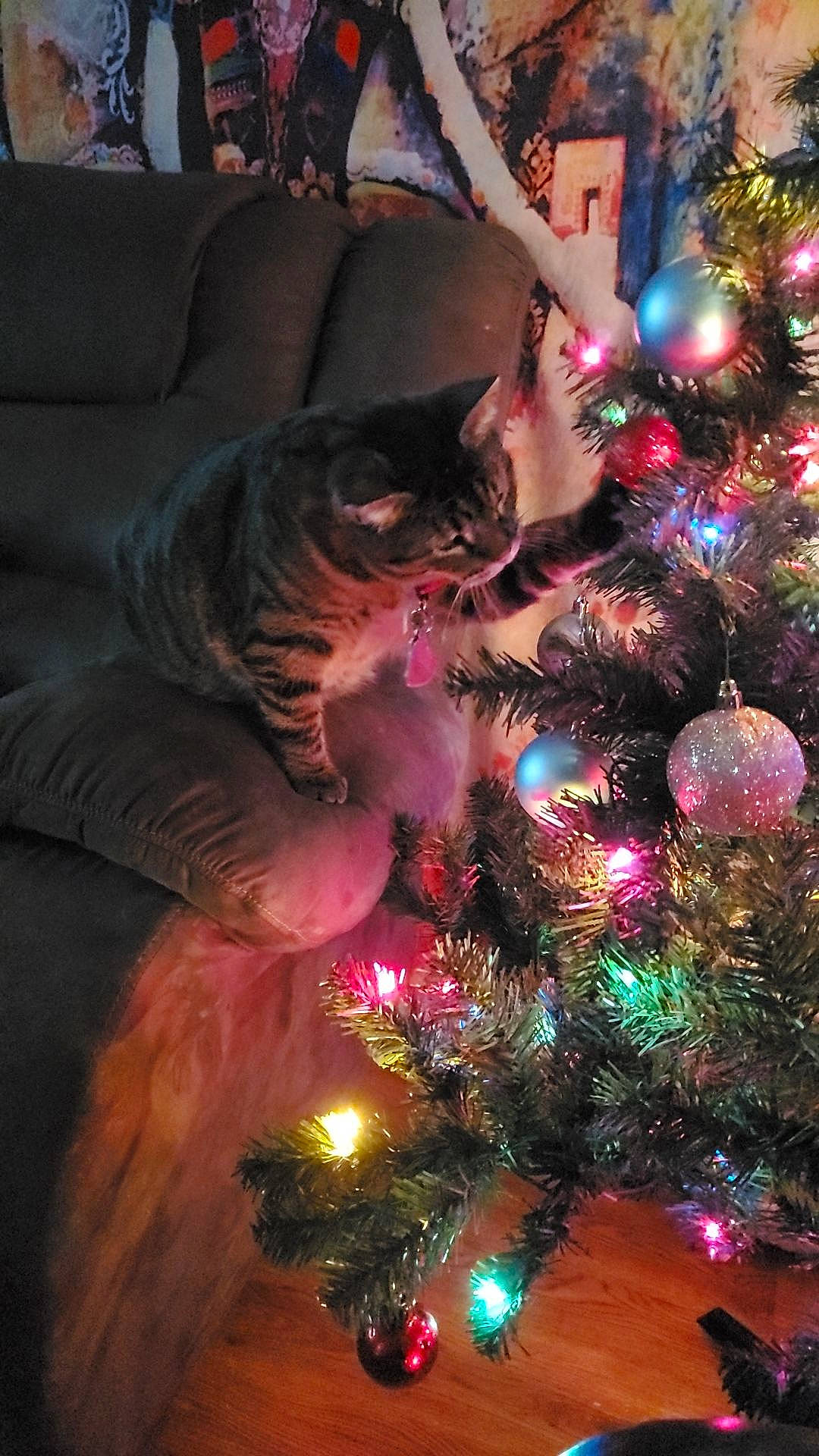 Skittles Mcgee joined the competition — help win amazing prizes! carnivore, cat, christmas_decoration, christmas_ornament, christmas_tree, couch, event, evergreen, felidae, holiday, holiday_ornament, larch, light, lighting, magenta, midnight, ornament, purple, small_to_medium_sized_cats, woody_plant