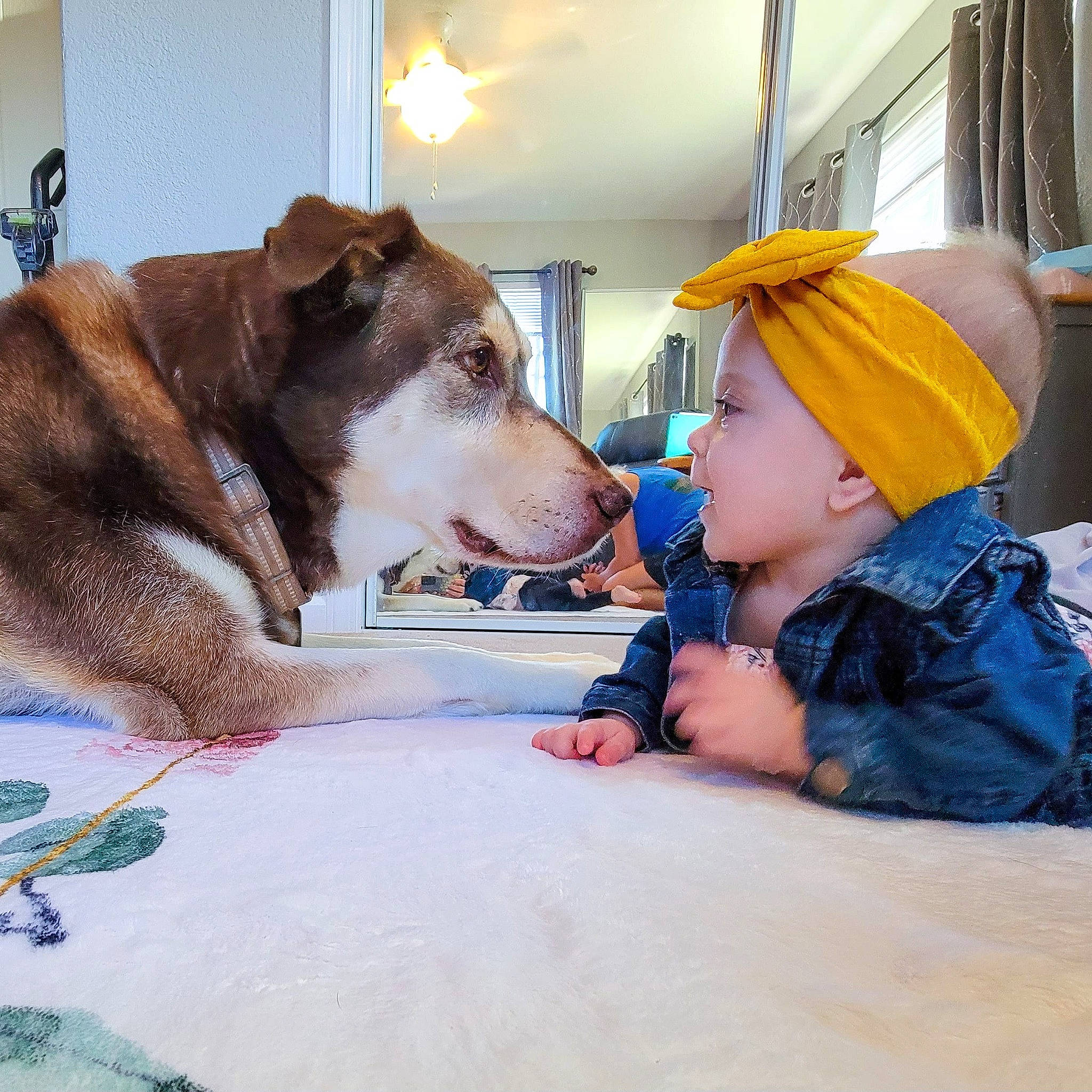 Sage joined the competition — help win amazing prizes! baby, canidae, carnivore, collar, comfort, companion_dog, dog, dog_breed, fawn, flooring, fun, fur, person, snout, sporting_group, toddler, working_animal