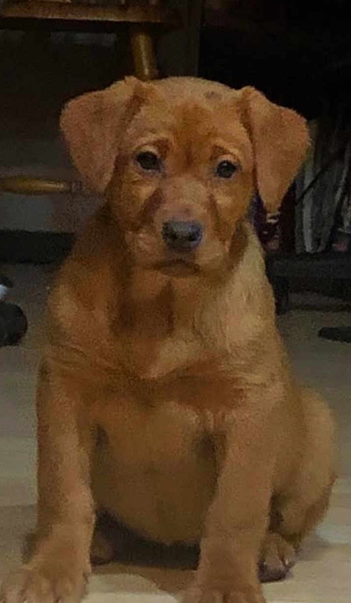 Marlee is registered to the contest to win money with this photo: puppy, dog, brown, sitting, indoor, pet, cute, animal, young, fur, floor, ears, face, nose, paws, looking, portrait, canine, domestic_animal, companion