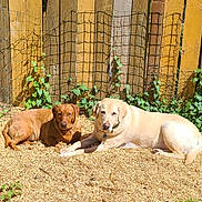 Marlee Colt is registered to the contest to win money with this photo: animal, backyard, brown_dog, canine, companions, cream_dog, daytime, dog, domestic_animal, fence, greenery, lying_down, nature, outdoor, pet, relaxed, resting, sunlight, vine, wood_chips