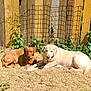 animal, backyard, brown_dog, canine, companions, cream_dog, daytime, dog, domestic_animal, fence, greenery, lying_down, nature, outdoor, pet, relaxed, resting, sunlight, vine, wood_chips