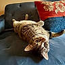 Phil joined the competition — help win amazing prizes! cat, tabby_cat, couch, upside_down, indoor, furniture, pillow, blue_couch, red_pillow, relaxing, pet, whiskers, curious, stretching, cozy, fur, animal, domestic_cat, home, cute