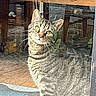 Phil is registered to the contest to win money with this photo: animal, cat, curious, domestic, door, eyes, feline, floor, fur, furniture, glass, head_tilt, indoor, light, pet, reflection, shadow, tabby, whiskers, window
