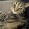 Phil joined the competition — help win amazing prizes! animal, cat, close_up, comfortable, couch, domestic, ears, eyes, face, feline, fur, indoor, looking, mammal, pet, portrait, relaxed, resting, tabby, whiskers