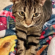Phil is registered to the contest to win money with this photo: cat, tabby_cat, close_up, animal, pet, feline, whiskers, paws, striped_fur, indoor, blanket, colorful, floral_pattern, cozy, cute, fur, eyes, relaxed, resting, domestic_cat