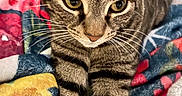 Phil is registered to the contest to win money with this photo: animal, blanket, cat, close_up, colorful, cozy, cute, domestic_cat, eyes, feline, floral_pattern, fur, indoor, paws, pet, relaxed, resting, striped_fur, tabby_cat, whiskers