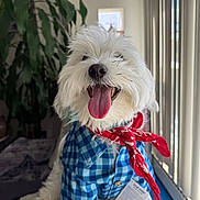 Loki is registered to the contest to win money with this photo: dog, white_dog, tongue_out, happy, pet_clothing, blue_shirt, red_bandana, indoor, window_blinds, plant, fur, cute, smiling, canine, domestic_animal, portrait, sitting, cozy, well_groomed, animal