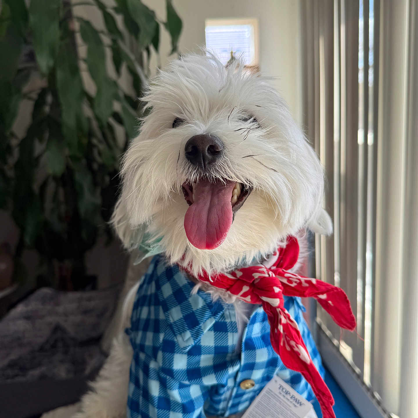 Loki is registered to the contest to win money with this photo: dog, white_dog, tongue_out, happy, pet_clothing, blue_shirt, red_bandana, indoor, window_blinds, plant, fur, cute, smiling, canine, domestic_animal, portrait, sitting, cozy, well_groomed, animal