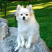 Mimi is registered to the contest to win money with this photo: animal, calm, canine, curious, dog, fence, fluffy, fur, grass, greenery, nature, outdoor, pet, rock, sitting, small_dog, summer, sunlight, white_dog, yard