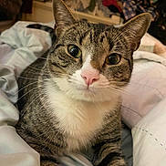 Raj is registered to the contest to win money with this photo: animal, bed, blanket, cat, close_up, curious, cute, domestic, face, feline, fur, green_eyes, indoor, laying_down, pet, pink_nose, relaxed, soft, tabby, whiskers