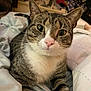 animal, bed, blanket, cat, close_up, curious, cute, domestic, face, feline, fur, green_eyes, indoor, laying_down, pet, pink_nose, relaxed, soft, tabby, whiskers