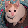 Canute joined the competition — help win amazing prizes! kitten, cat, animal, pet, play_tunnel, curious, orange_and_white, indoor, floor, collar, cute, young, feline, looking_up, domestic_animal, fur, whiskers, ears, paws, toy