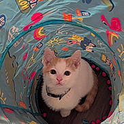 Canute joined the competition — help win amazing prizes! kitten, cat, play_tunnel, colorful, indoor, pet, animal, cute, curious, orange, white, collar, wide_eyes, floor, toys, patterned, flamingo, rainbow, paw_print, soft_lighting